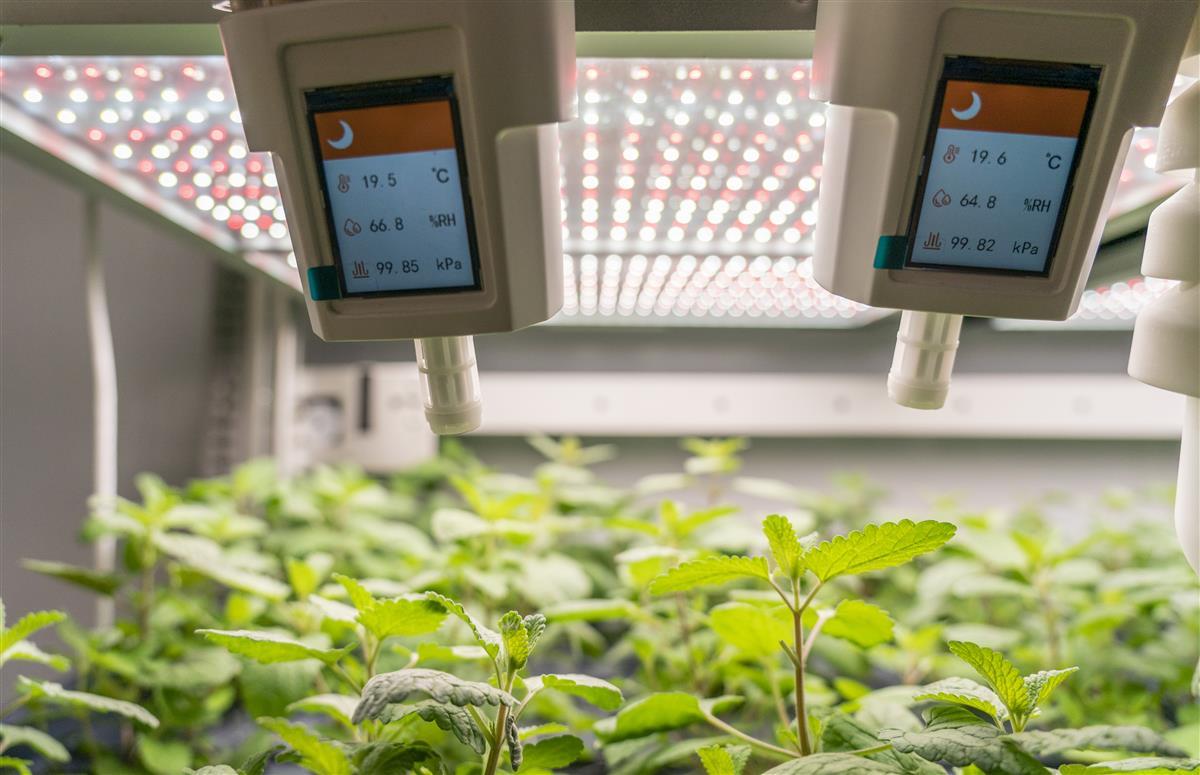 光谷企业创新研发'植物工厂' 以LED灯为'太阳'，驱动基础软件服务新生态